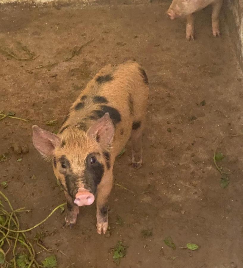 إنجينهيرو باولو دي فرونتين Hotel Fazenda Bonanza المظهر الخارجي الصورة